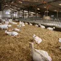 Une bonne gestion de la litière paillée des chèvres est un levier pour limiter le passage des Stec dans le lait.