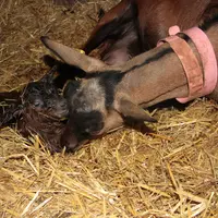 Les animaux infectés par la bactérie Coxiella burnetii, avec ou sans symptôme, peuvent excréter la bactérie dans les produits de la mise bas, les secr