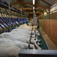 En salle de traite, un apport individualisé de concentré permet d'ajuster la ration aux besoins réels des animaux.