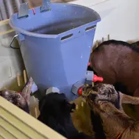 Les prix des chevreaux naissants ne devrait pas connaître d'embellie au cours des prochains mois.