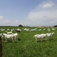 Le troupeau compte au total 125 chèvres, au pâturage de fin février à septembre. Les prairies sont découpées en huit parcelles.