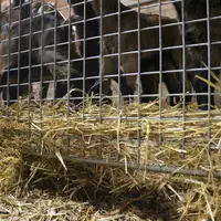 Utilisées en sous-couche, les plaquettes de bois peuvent servir de litière. Une expérimentation menée à la ferme expérimentale du Pradel (Ardèche) va