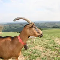 L’UMT Génétique des Petits Ruminants a présenté les derniers résultats de la recherche en génétique caprine. De nombreux projets sont en cours et perm