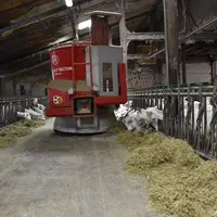 Le robot distribue la ration en trois repas par jour et passe repousser le fourrage. L'investissement de 177 000 euros est rentabilisé selon les éleve