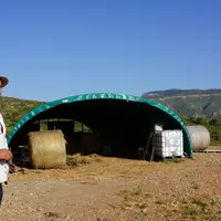 Le tunnel de 200 m2 est incliné côté tramontane, « un vent fort et sec, assez sain », que David ferme d’un côté l’hiver.