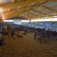 Isolation du toit, ouvertures latérales, curage fréquent, abreuvoirs en nombre... L'adaptation des chèvreries à la chaleur est indispensable dès leur