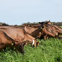 Production fourragère, distribution, heures de sortie, période de reproduction, tous ces facteurs doivent être prix en compte pour repenser et adapter
