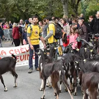 Une vingtaine d'animaux ont parcouru les rues de Poitiers pour une transhumance urbaine lors de la fête de la chèvre poitevine fin septembre.
