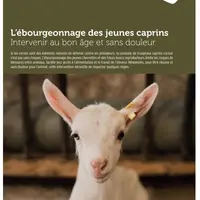 L'ébourgeonnage des jeunes caprins - Intervenir au bon âge et sans douleur - est une plaquette de quatre pages issue des travaux menés par l'Idele à l