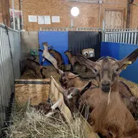 Pour les producteurs qui commercialisent la viande de cheveau en circuit court, la rentabilité de l'atelier d'engraissement n'est assurée que si le pr