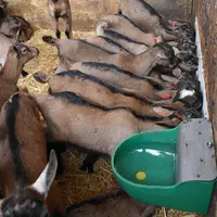 Que ce soit pour valoriser un bâtiment, rentabiliser une louve ou utiliser du lait non commercialisable, les motivations à l'engraissement à la ferme