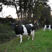 Le lait des sept bretonnes pie noir, initialement achetées pour nourrir les chevreaux, est également transformé et permet d'élargir la gamme des produ