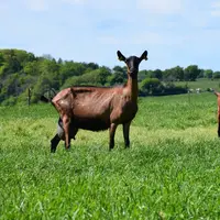 La distribution et la pâturage de plantes riches en tanins condensés est une solution à la fois préventive et curative pour lutter contre le parasitis