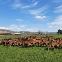 Produire du lait toute l’année, limiter le nombre de mises bas pour une chèvre ou encore s’affranchir des naissances de chevreaux, les lactations long