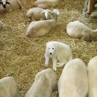 Un chiot né dans une bergerie sera mieux imprégné de l'espèce à protéger qu'un autre.