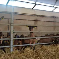 Les chèvres qui poursuivent des lactations longues font souvent partie des plus fortes productrices.