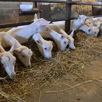 L'objectif est que les chevrettes atteignent 50 % de leur poids adulte à la reproduction.