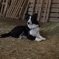 Un chiot qui arrive sur une ferme n’a aucune notion des dangers qui le guettent, il faut le protéger.