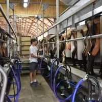 Revenus 2021 contrastés entre éleveurs caprins