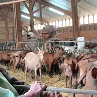 Valérie Dufourg, conseillère caprins, chambre d'agriculture du Lot.