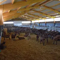 La filière caprine suit de près les travaux de la Commission européenne et participe à la concertation nationale lancée par le ministère de l'Agricult
