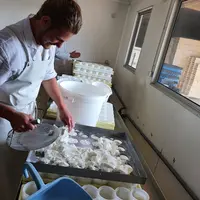 Le picodon issu du lait de pâturage de feuilles mûriers conserve toutes les caractéristiques d’un picodon « classique », avec un meilleur rendement fr