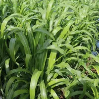 Jouer sur la complémentarité entre sorgho précoce et tardif pour allonger la période de pâturage en septembre.