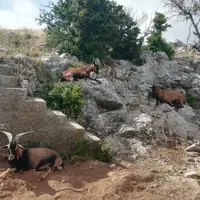 Les chèvres ensauvagées du pic de Vissou dans l'Hérault.
