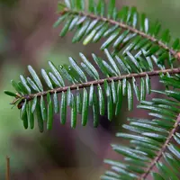 Les chèvres peuvent se régaler des anciens sapins de Noël.