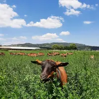 Des associations fourragères sont testées sur la ferme expérimentale caprine du Pradel, avec des conditions particulièrement sèches cette année.