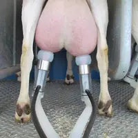 Faisceau trayeur chèvre SAC milking