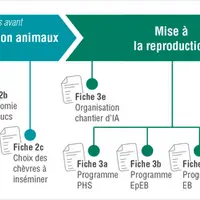 Que ce soit en saillie naturelle ou à l’IA, mais également pour les retours en saillie naturelle, plusieurs étapes sont essentielles pour une bonne ré
