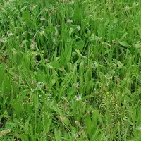 Plantain dans prairie