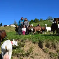 Chèvres Alines et Saanen au pâturage