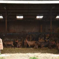 Chèvres à l'ombre sous le hangar, protégées du soleil