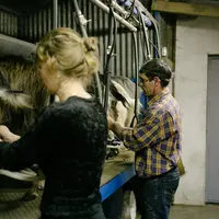 deux éleveurs à le traite des chèvres
