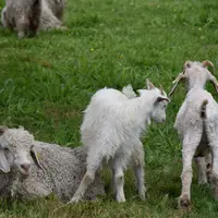 3 chèvres Angora dont 2 tondues