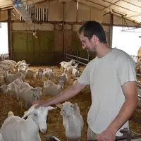 Eleveur avec ses chèvres Saanen, aire paillée