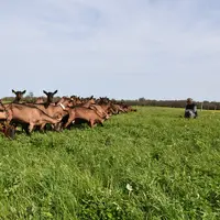 Chèvres alpines au pâturage dans prairie