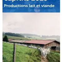 Les chiffres clés caprins 2023