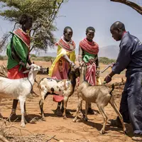 Vaccination des chèvres au Kenya