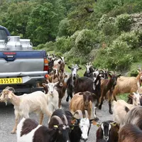 Chèvres Corses devant 4x4 avec bidons de lait