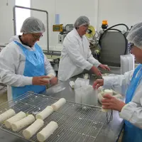 Fabrication de fromages de chèvre à la fromagerie de Celles-sur-Belle