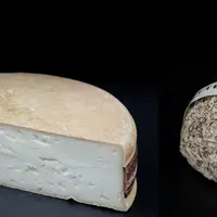 Deux fromages de chèvre : Le Moelleux de chèvre et la Taupinette à l’aneth