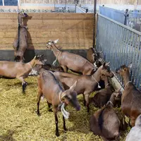 Chevrettes alpines en stabulation