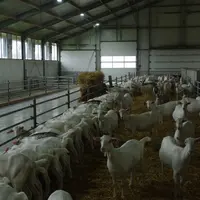 La chèvrerie pour les animaux adultes laisse entrer la lumière.