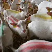 Chevrettes saanen avec couleurs