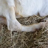 Chèvre à gros genoux (CAEV)