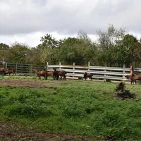 boucs dehors dans un air d'exercice extérieur en Vendée