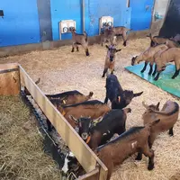 Chevreau à l'engraissement au Pradel